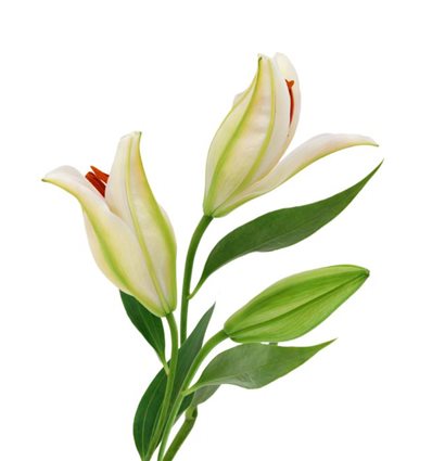 Лилии 2