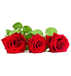 Розы 1