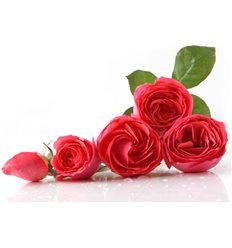 Розы 2