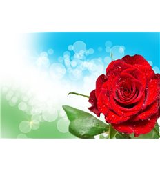 Розы 6
