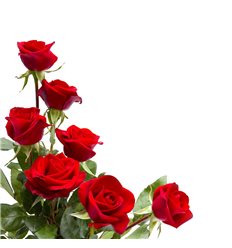 Розы 18