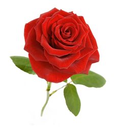 Розы 23