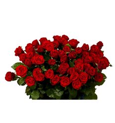 Розы 48