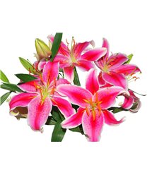 фрукты 17