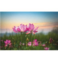Цветы 25