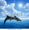 Морские животные